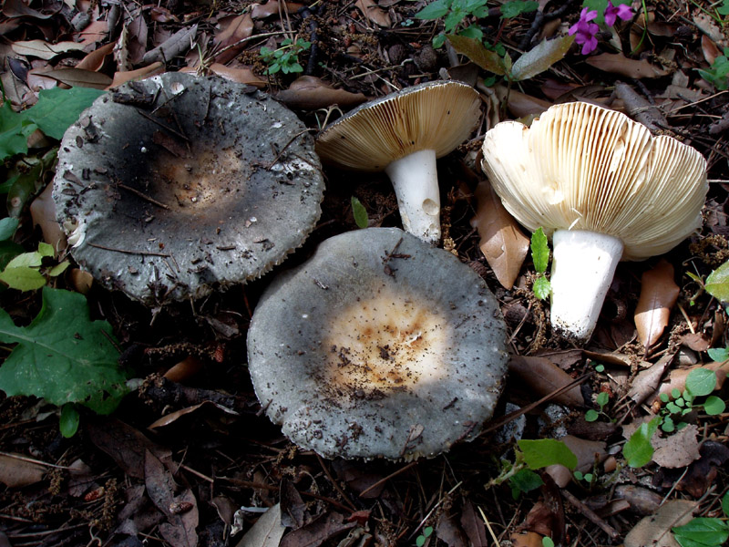 Russula ochrospora